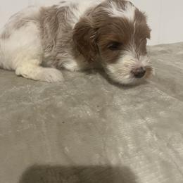 Labradoodle Puppies from RemiandRaethelabradoodles
