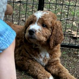 Basil - male Golden Mountain Doodle puppy in Travelers Rest, South Carolina from Bailey Mountain Doodles
