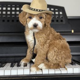 Martina - Red  female Goldendoodle puppy in Clinton, Utah from Golden Law Kennels