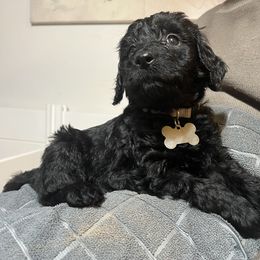 Goldendoodle Puppies from Dream Lake Doodles