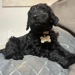 Goldendoodle Puppies from Dream Lake Doodles