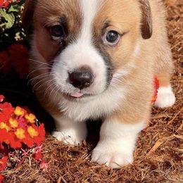 Pembroke Welsh Corgis from Top Shelf Livestock
