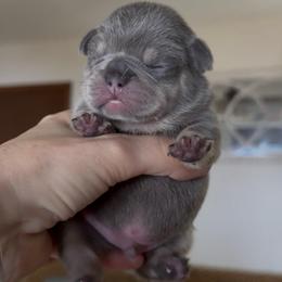 Lilac and Tan Boy - Tricolors male French Bulldog puppy in Gulf Breeze, Florida from SW Frenchies