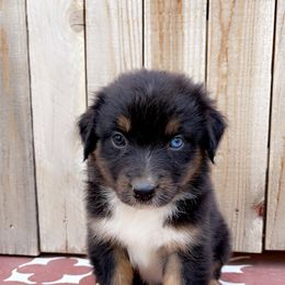 Girl 5 - Black tri-color Australian Shepherd puppy in Chino, California from RanchLand Aussies HC