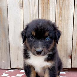 Girl 5 - Black tri-color Australian Shepherd puppy in Chino, California from RanchLand Aussies HC
