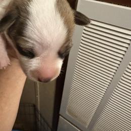 W Boy 2 - Brown and white male Jack Russell Terrier puppy in Maysville, Oklahoma from MO’s Jack Russells