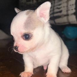 Tempest - Black sabled fawn male Chihuahua puppy in New Castle, Delaware from Sasha’s Elite Kennel LLC