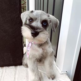 Lou - Miniature Schnauzer