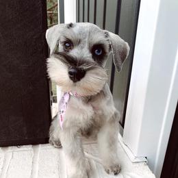 Lou - Miniature Schnauzer