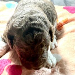 Justice (vJanet) - Parti female Poodle puppy in Meadowbrook, California from Standard Poodle Pups