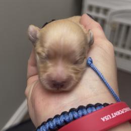 Vikki - Gold female Morkie puppy in Winston Salem, North Carolina from Patty’s Paws