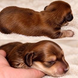 Lawsen - Cream male Dachshund puppy in Exeter, California from Sawtooth Miniature Dachshunds
