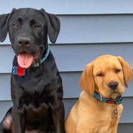 Labrador Retrievers from Chilbrook Kennels LLC