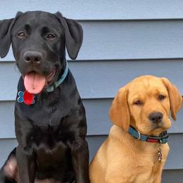 Labrador Retrievers from Chilbrook Kennels LLC
