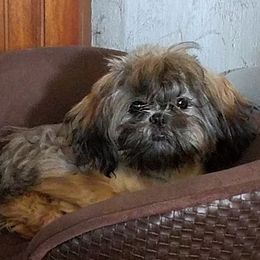 Bubby - Shih Tzu