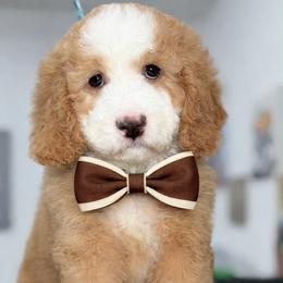 Brown-noah - Red male Bernedoodle puppy in Yuciapa, California from AlltheDoodlez_
