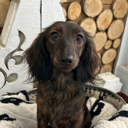 Gretyl - Dachshund