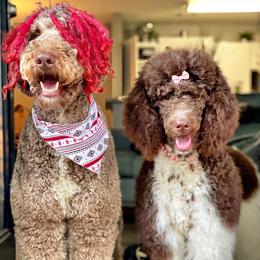 Poodles from Leo’s Doghouse