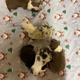 Red Tri boy 2 - Red tri-color male Australian Shepherd puppy in Springfield, Oregon from Shelter Cove Aussies