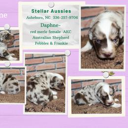 Daphne - Red merle female Australian Shepherd puppy in Asheboro, North Carolina from Stellar Aussies