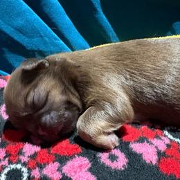 Sofia - Liver female Shih Tzu puppy in League City, Texas from Mosley Shih Tzu