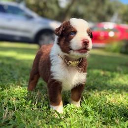 Piper AKC - Red tri-color female Australian Shepherd puppy in Polk City, Florida from Skaky Shepherds