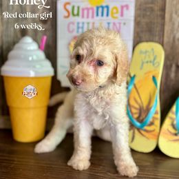 Honey - Cream female Labradoodle puppy in Paw Paw, Michigan from ProAct Canines