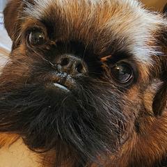 Brussels Griffon Puppies from Charming Brussels Griffon