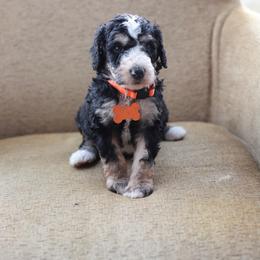 Orange collar male - Tri-color male Bernedoodle puppy in Scottsboro, Alabama from Dixie Land Doodles