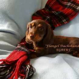 Dachshund Puppies from Flangel Dachshunds