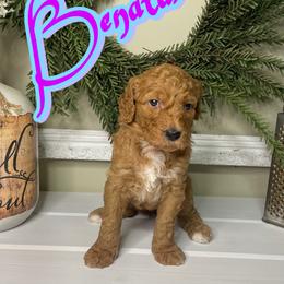 Benatar - Red  female Goldendoodle puppy in Anniston, Alabama from Mason Farmhouse Poodles, Doodles & Poos (Breeding & Stud Services)