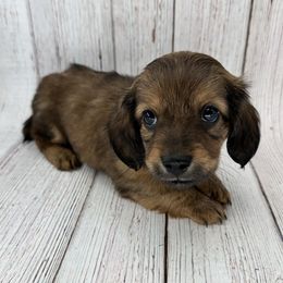 Dachshund Puppies from jennelle johnson