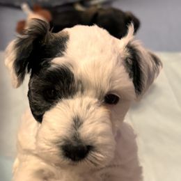 Miniature Schnauzers from Olde Tyme Miniature Schnauzer’s