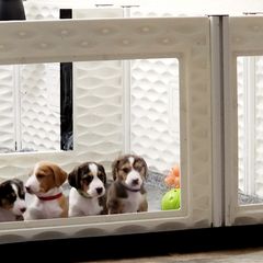Drever and Mastiff Puppies from Cedarhollow