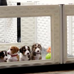 Drever and Mastiff Puppies from Cedarhollow