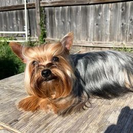 Yorkshire Terriers from CISCOK9