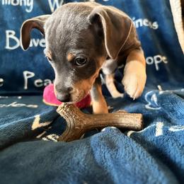 Rat Terrier Puppies from The Puppy Patch Rat Terriers