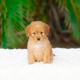 Dash - Apricot male Goldendoodle puppy in Fort Myers, Florida from Corgis & Doodles