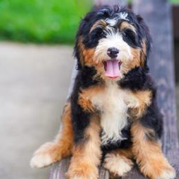 Jenga (socialization program grad) - Tri-color female Bernedoodle puppy in Dundee, Ohio from Down Home Doodle