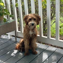 Daisy - Goldendoodle