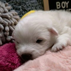Boy 2 (Largest) - White male Japanese Spitz puppy in Littleton, Colorado from Japanese Spitz