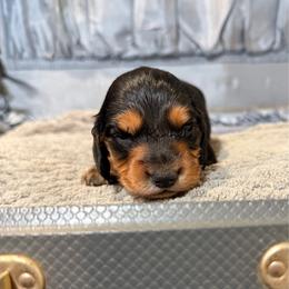 King George - Black and tan male Dachshund puppy in Anderson, Alabama from Pasek Kennels