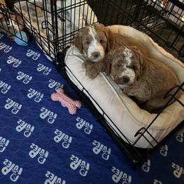 Goldendoodle Puppies from Lover Dover Doodles