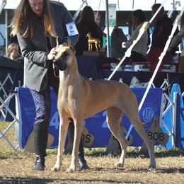 Barbie - Great Dane