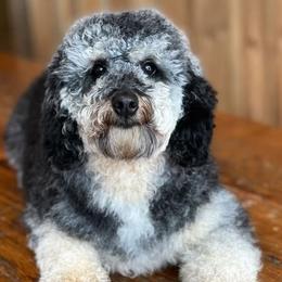 Bay - Poodle