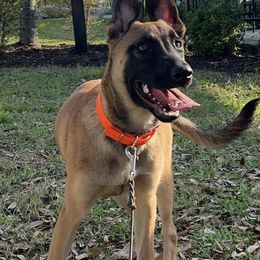 Belgian Malinois All Grown Up from Mike Maas' working dogs