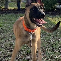 Belgian Malinois All Grown Up from Mike Maas' working dogs