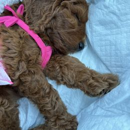 Goldendoodle Puppies from Poshpaw Goldendoodles