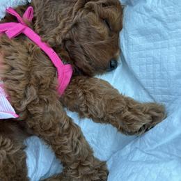 Goldendoodle Puppies from Poshpaw Goldendoodles