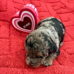 Glacier - Merle male Goldendoodle puppy in Camden, North Carolina from Oopsie Doodles of NC